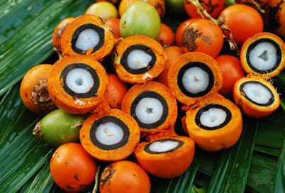 Sanduíche de tucumã com queijo coalho típico do Amazonas
